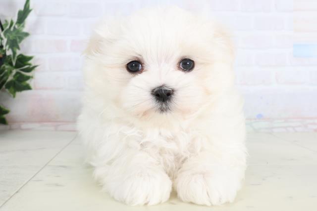 福岡県のマルチーズ (Coo&RIKUフォレストシティ春日店/2026年1月13日生まれ/男の子/ホワイト)の子犬の1枚目の画像