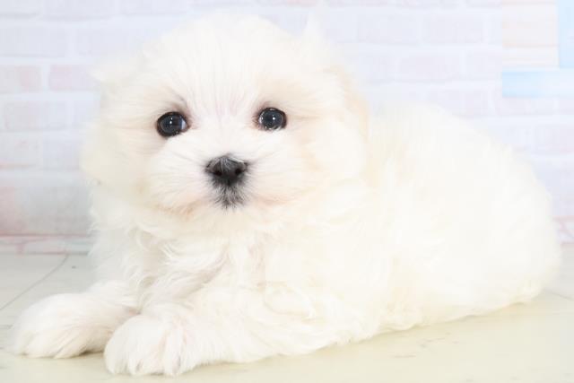 福岡県のマルチーズ (Coo&RIKUフォレストシティ春日店/2026年1月13日生まれ/男の子/ホワイト)の子犬の3枚目の画像
