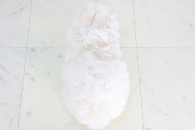 福岡県のマルチーズ (Coo&RIKUフォレストシティ春日店/2026年1月13日生まれ/男の子/ホワイト)の子犬の4枚目の画像