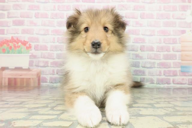 埼玉県のシェットランドシープドッグ (Coo&RIKU川口戸塚店/2026年1月11日生まれ/男の子/セーブルホワイト)の子犬の1枚目の画像