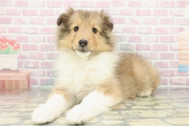 埼玉県のシェットランドシープドッグ (Coo&RIKU川口戸塚店/2026年1月11日生まれ/男の子/セーブルホワイト)の子犬の2枚目の画像