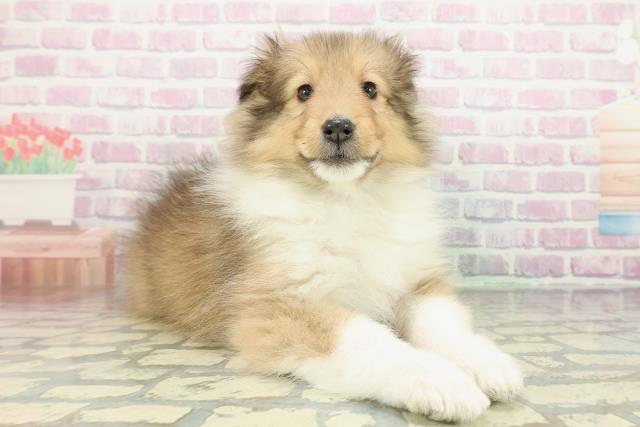 埼玉県のシェットランドシープドッグ (Coo&RIKU川口戸塚店/2026年1月11日生まれ/男の子/セーブルホワイト)の子犬の3枚目の画像