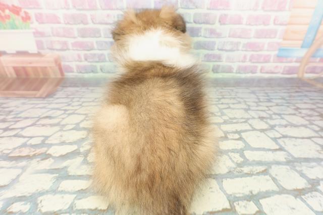 埼玉県のシェットランドシープドッグ (Coo&RIKU川口戸塚店/2026年1月11日生まれ/男の子/セーブルホワイト)の子犬の4枚目の画像