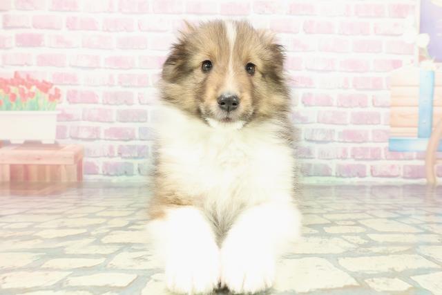 シェットランドシープドッグ