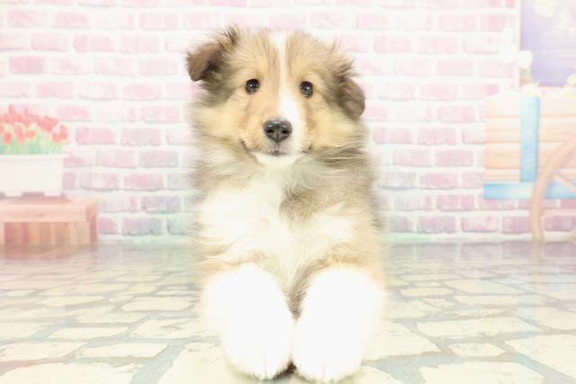 東京都のシェットランドシープドッグ (Coo&RIKU東久留米店/2026年1月11日生まれ/男の子/セーブルホワイト)の子犬の1枚目の画像