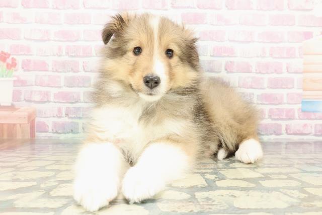 東京都のシェットランドシープドッグ (Coo&RIKU東久留米店/2026年1月11日生まれ/男の子/セーブルホワイト)の子犬の2枚目の画像