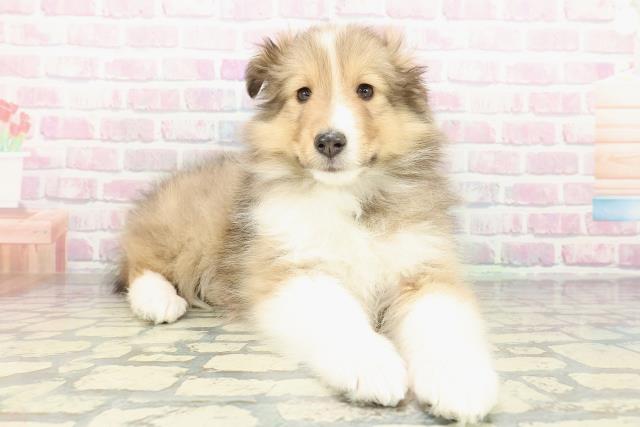 東京都のシェットランドシープドッグ (Coo&RIKU東久留米店/2026年1月11日生まれ/男の子/セーブルホワイト)の子犬の3枚目の画像