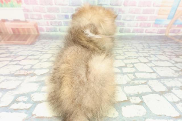 東京都のシェットランドシープドッグ (Coo&RIKU東久留米店/2026年1月11日生まれ/男の子/セーブルホワイト)の子犬の4枚目の画像