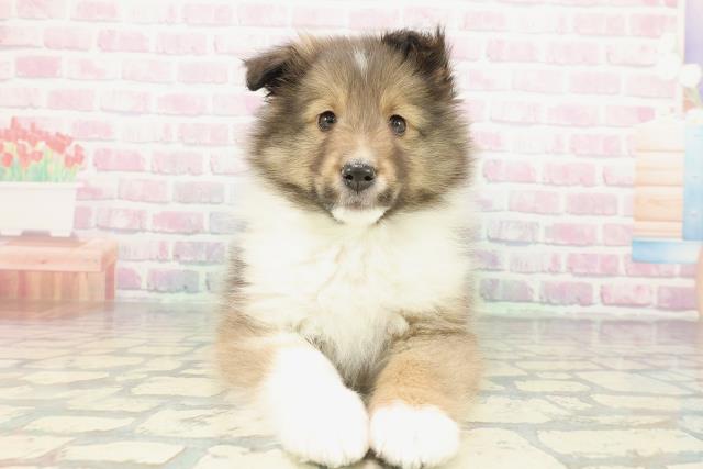 千葉県のシェットランドシープドッグ (Coo&RIKUアクロスモール新鎌ケ谷店/2026年1月11日生まれ/男の子/セーブルホワイト)の子犬