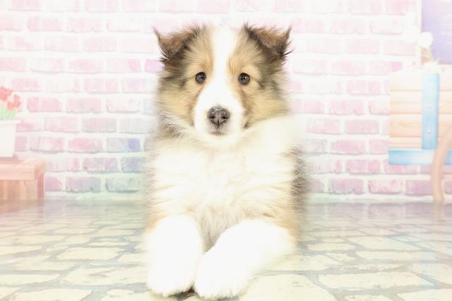 シェットランドシープドッグ