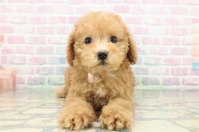 トイ・プードル