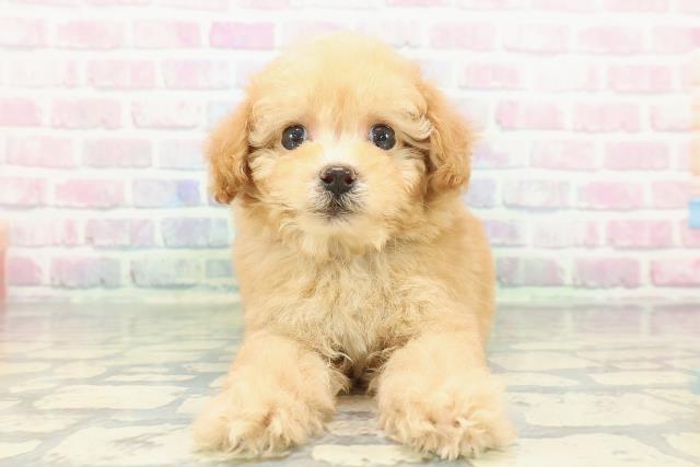 トイ・プードル