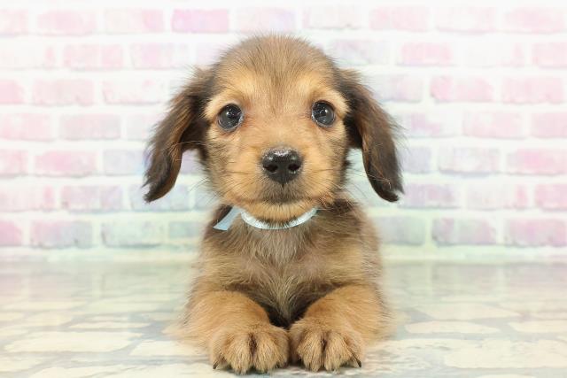 東京都のカニンヘンダックスフンド(ロング) (Coo&RIKU広尾店/2026年1月14日生まれ/男の子/シェーデットレッド)の子犬