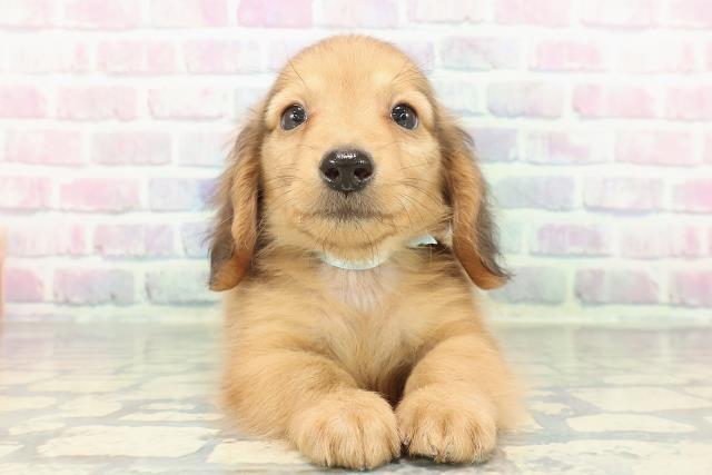 カニンヘンダックスフンド