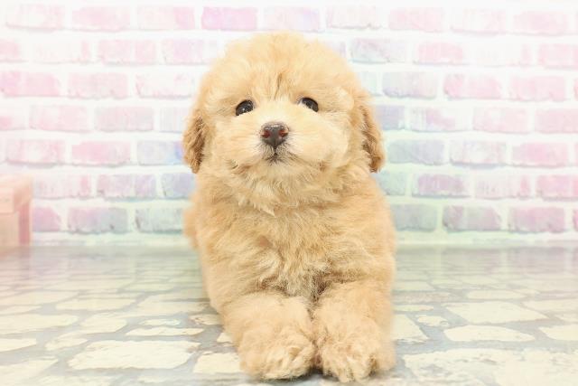 東京都のトイプードル(トイ) (Coo&RIKU自由が丘店/2026年1月14日生まれ/女の子/オレンジフォーン)の子犬の1枚目の画像