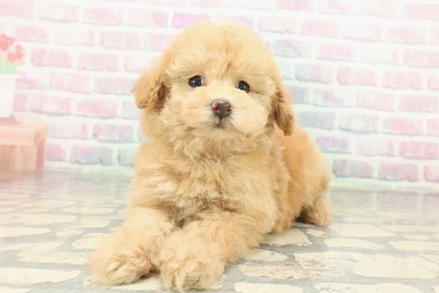 東京都のトイプードル(トイ) (Coo&RIKU自由が丘店/2026年1月14日生まれ/女の子/オレンジフォーン)の子犬の2枚目の画像