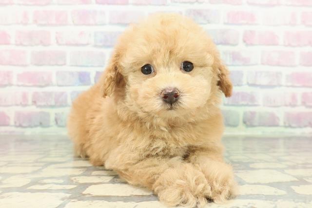 東京都のトイプードル(トイ) (Coo&RIKU自由が丘店/2026年1月14日生まれ/女の子/オレンジフォーン)の子犬の3枚目の画像