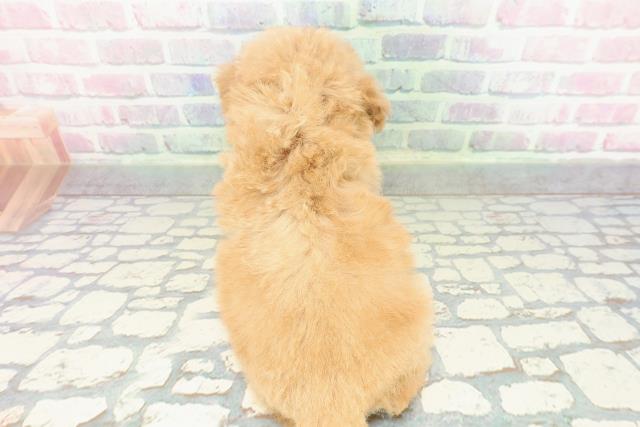 東京都のトイプードル(トイ) (Coo&RIKU自由が丘店/2026年1月14日生まれ/女の子/オレンジフォーン)の子犬の4枚目の画像