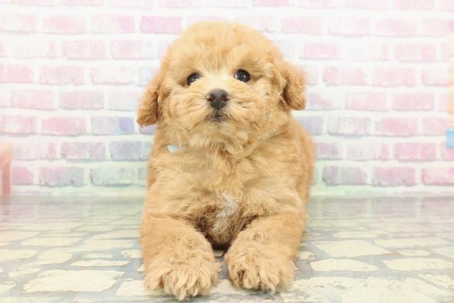 トイ・プードル