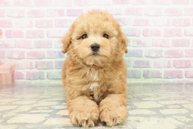 茨城県のトイプードル(トイ) (Coo&RIKU石岡店/2026年1月14日生まれ/男の子/オレンジフォーン)の子犬