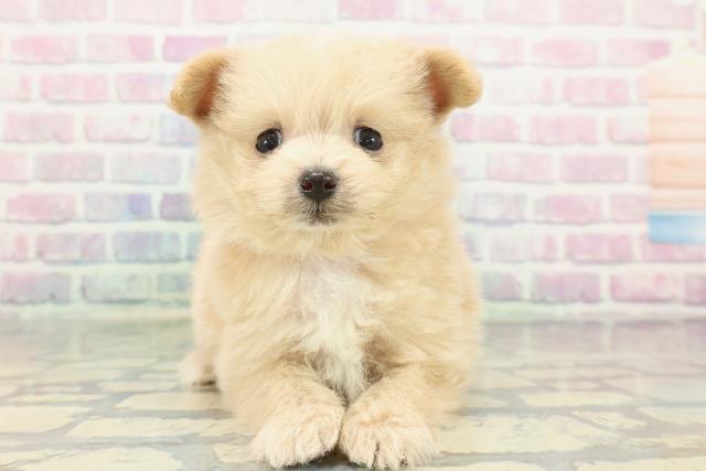 東京都のポメプー(ポメラニアン×プードル) (Coo&RIKU練馬店/2026年1月14日生まれ/女の子/アプリコットホワイト)の子犬の1枚目の画像
