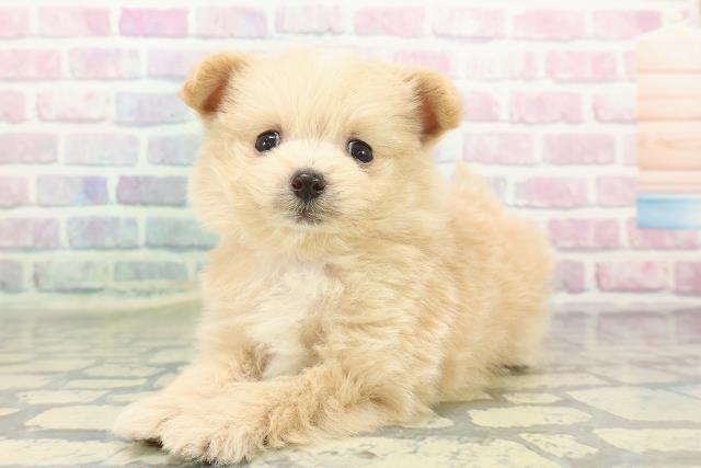 東京都のポメプー(ポメラニアン×プードル) (Coo&RIKU練馬店/2026年1月14日生まれ/女の子/アプリコットホワイト)の子犬の2枚目の画像