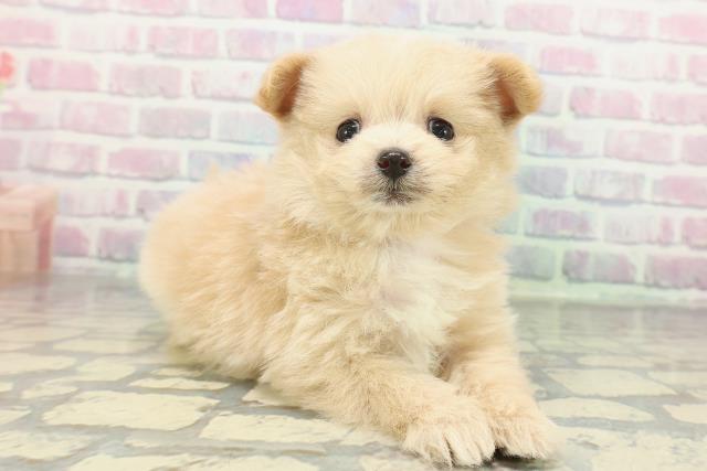 東京都のポメプー(ポメラニアン×プードル) (Coo&RIKU練馬店/2026年1月14日生まれ/女の子/アプリコットホワイト)の子犬の3枚目の画像