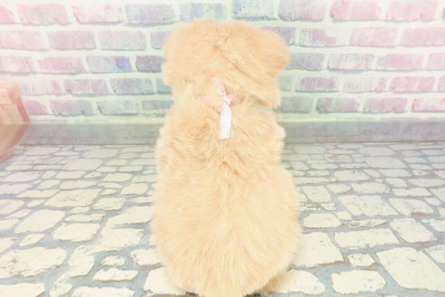 東京都のポメプー(ポメラニアン×プードル) (Coo&RIKU練馬店/2026年1月14日生まれ/女の子/アプリコットホワイト)の子犬の4枚目の画像