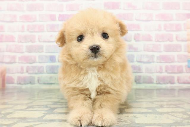 東京都のポメプー(ポメラニアン×プードル) (Coo&RIKU高円寺店/2026年1月14日生まれ/女の子/アプリコットホワイト)の子犬の1枚目の画像