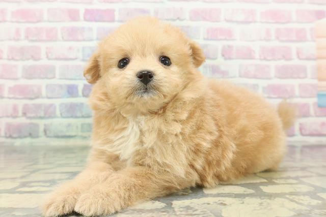 東京都のポメプー(ポメラニアン×プードル) (Coo&RIKU高円寺店/2026年1月14日生まれ/女の子/アプリコットホワイト)の子犬の2枚目の画像