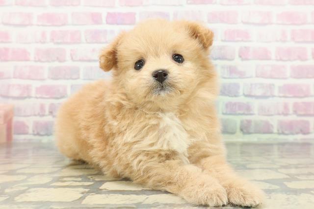 東京都のポメプー(ポメラニアン×プードル) (Coo&RIKU高円寺店/2026年1月14日生まれ/女の子/アプリコットホワイト)の子犬の3枚目の画像