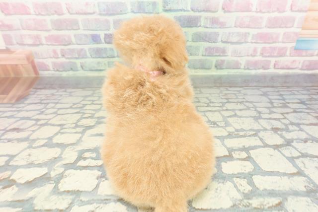 東京都のポメプー(ポメラニアン×プードル) (Coo&RIKU高円寺店/2026年1月14日生まれ/女の子/アプリコットホワイト)の子犬の4枚目の画像