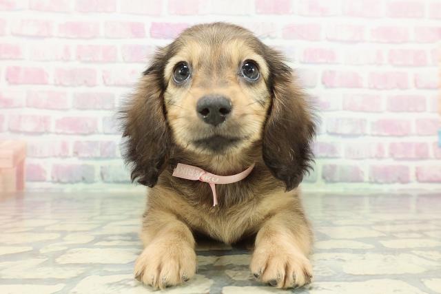 東京都のミニチュアダックスフンド(ロング) (Coo&RIKU東久留米店/2026年1月11日生まれ/女の子/シェーデットイエロー)の子犬の1枚目の画像