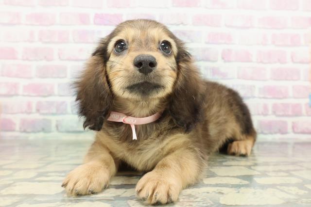 東京都のミニチュアダックスフンド(ロング) (Coo&RIKU東久留米店/2026年1月11日生まれ/女の子/シェーデットイエロー)の子犬の2枚目の画像