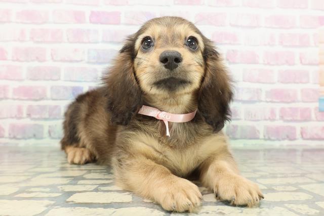 東京都のミニチュアダックスフンド(ロング) (Coo&RIKU東久留米店/2026年1月11日生まれ/女の子/シェーデットイエロー)の子犬の3枚目の画像