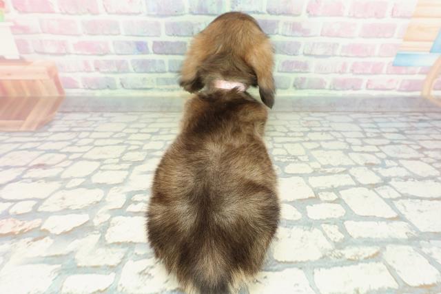 東京都のミニチュアダックスフンド(ロング) (Coo&RIKU東久留米店/2026年1月11日生まれ/女の子/シェーデットイエロー)の子犬の4枚目の画像