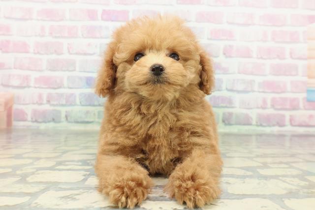 トイ・プードル