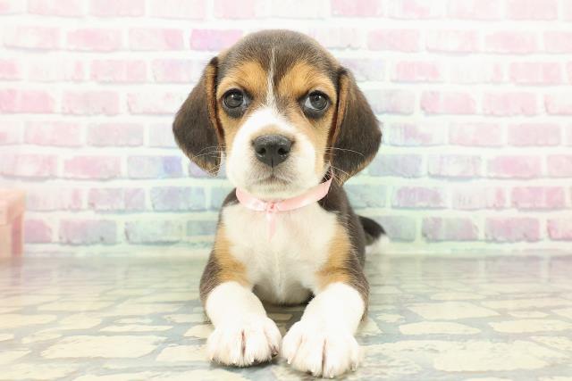 山梨県のビーグル (Coo&RIKU甲府昭和通り店/2026年1月4日生まれ/女の子/ブラックタンホワイト)の子犬