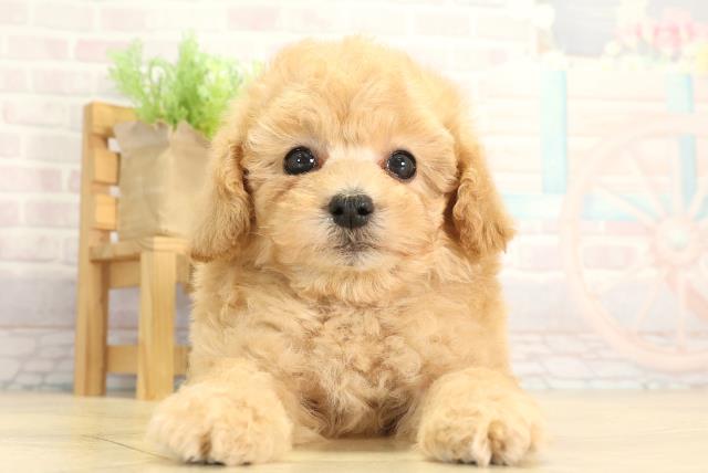 静岡県のトイプードル(トイ) (Coo&RIKU藤枝店/2026年1月14日生まれ/男の子/オレンジフォーン)の子犬