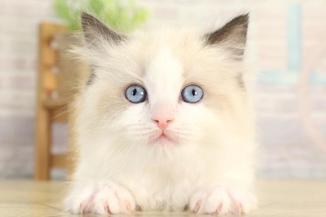 愛知県のラグドール (Coo&RIKU春日井店/2026年1月14日生まれ/女の子/シールポイントバイカラー)の子猫の1枚目の画像
