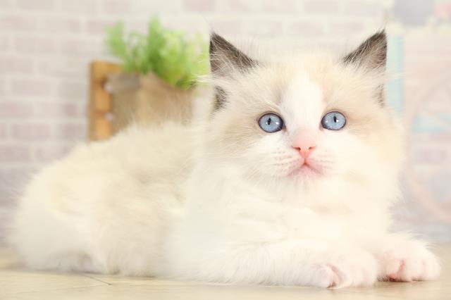 愛知県のラグドール (Coo&RIKU春日井店/2026年1月14日生まれ/女の子/シールポイントバイカラー)の子猫の2枚目の画像
