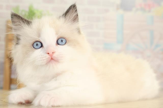 愛知県のラグドール (Coo&RIKU春日井店/2026年1月14日生まれ/女の子/シールポイントバイカラー)の子猫の3枚目の画像