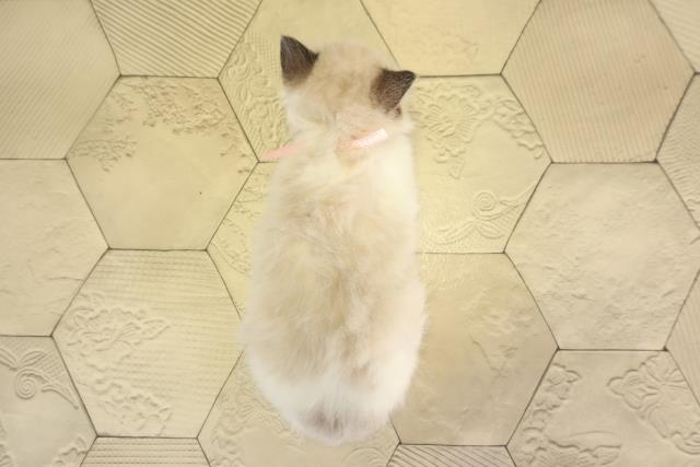 愛知県のラグドール (Coo&RIKU春日井店/2026年1月14日生まれ/女の子/シールポイントバイカラー)の子猫の4枚目の画像