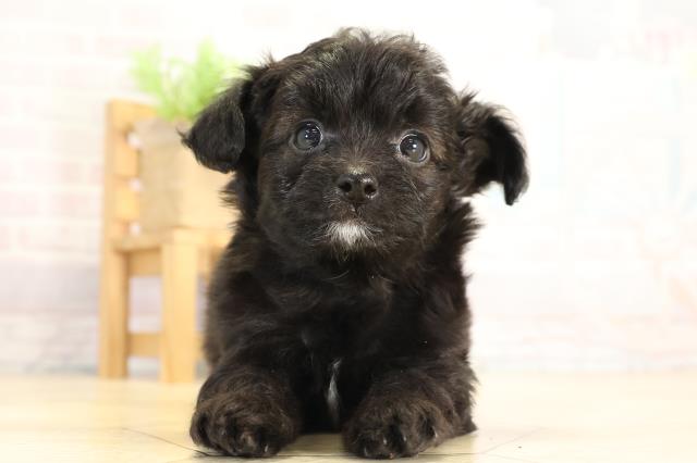 愛知県のチワプー/プーチー(チワワ×プードル) (Coo&RIKU東海一宮店/2026年1月14日生まれ/男の子/ブラック)の子犬の1枚目の画像