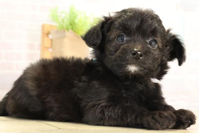 愛知県のチワプー/プーチー(チワワ×プードル) (Coo&RIKU東海一宮店/2026年1月14日生まれ/男の子/ブラック)の子犬の2枚目の画像