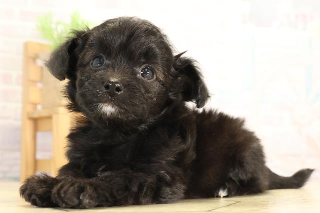 愛知県のチワプー/プーチー(チワワ×プードル) (Coo&RIKU東海一宮店/2026年1月14日生まれ/男の子/ブラック)の子犬の3枚目の画像