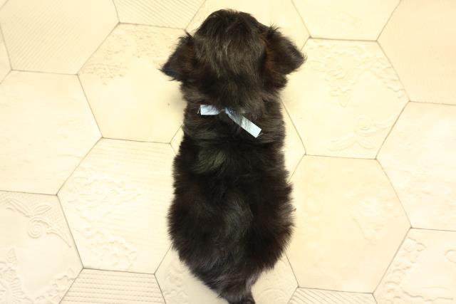 愛知県のチワプー/プーチー(チワワ×プードル) (Coo&RIKU東海一宮店/2026年1月14日生まれ/男の子/ブラック)の子犬の4枚目の画像