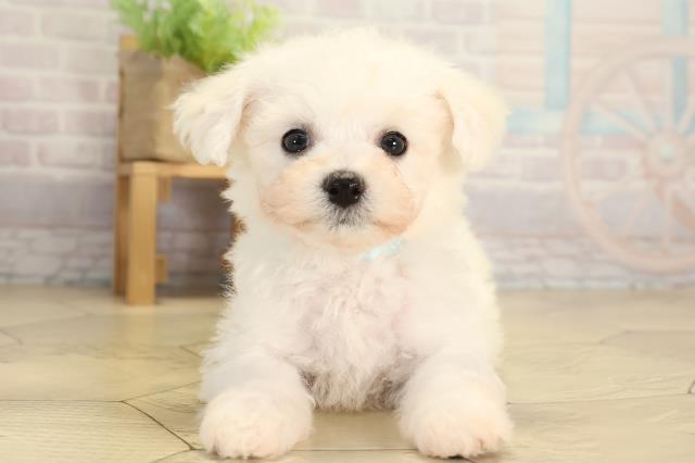 静岡県のビションフリーゼ (Coo&RIKU富士店/2026年1月14日生まれ/男の子/ホワイト)の子犬