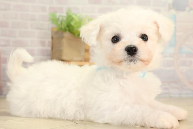 静岡県のビションフリーゼ (Coo&RIKU富士店/2026年1月14日生まれ/男の子/ホワイト)の子犬の2枚目の画像