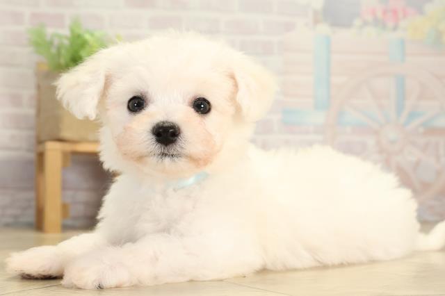 静岡県のビションフリーゼ (Coo&RIKU富士店/2026年1月14日生まれ/男の子/ホワイト)の子犬の3枚目の画像